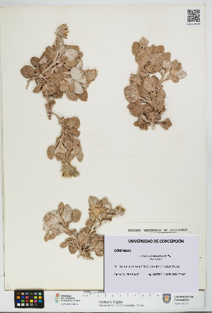 Urmenetea atacamensis [Espécimen: UDEC:CONC:0096283]