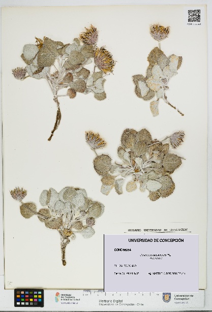 Urmenetea atacamensis [Espécimen: UDEC:CONC:0096284]