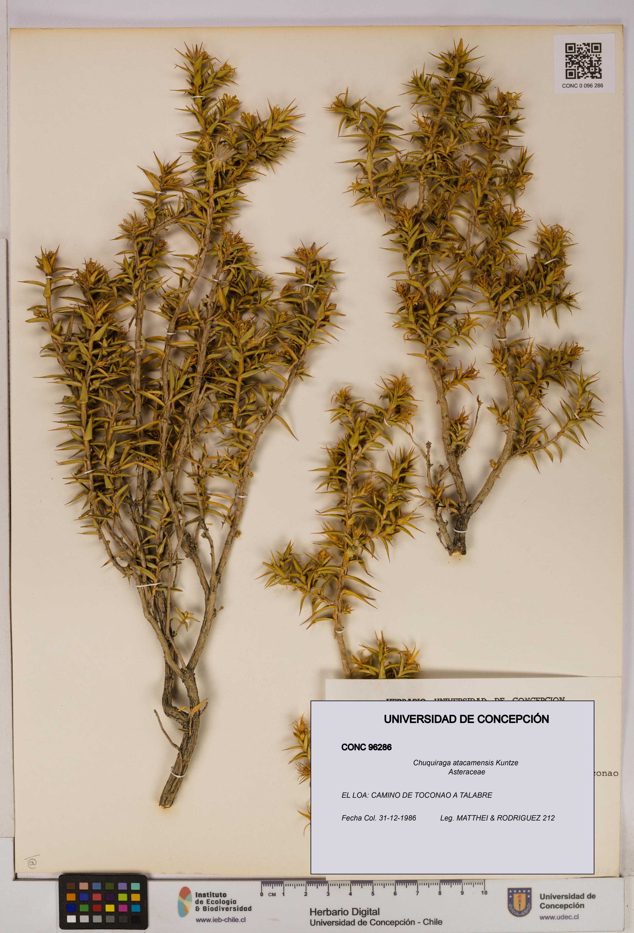 Chuquiraga atacamensis [Espécimen: UDEC:CONC:0096286]