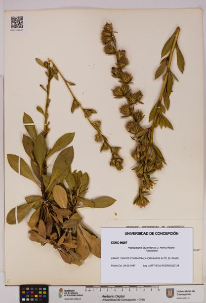 Haplopappus bezanillanus [Espécimen: UDEC:CONC:0096287]