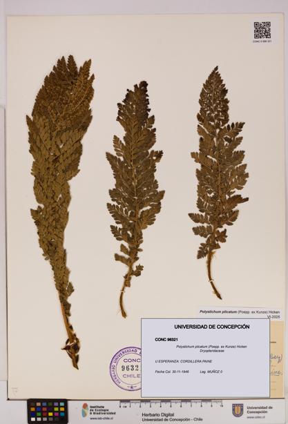 Polystichum plicatum [Espécimen: UDEC:CONC:0096321]