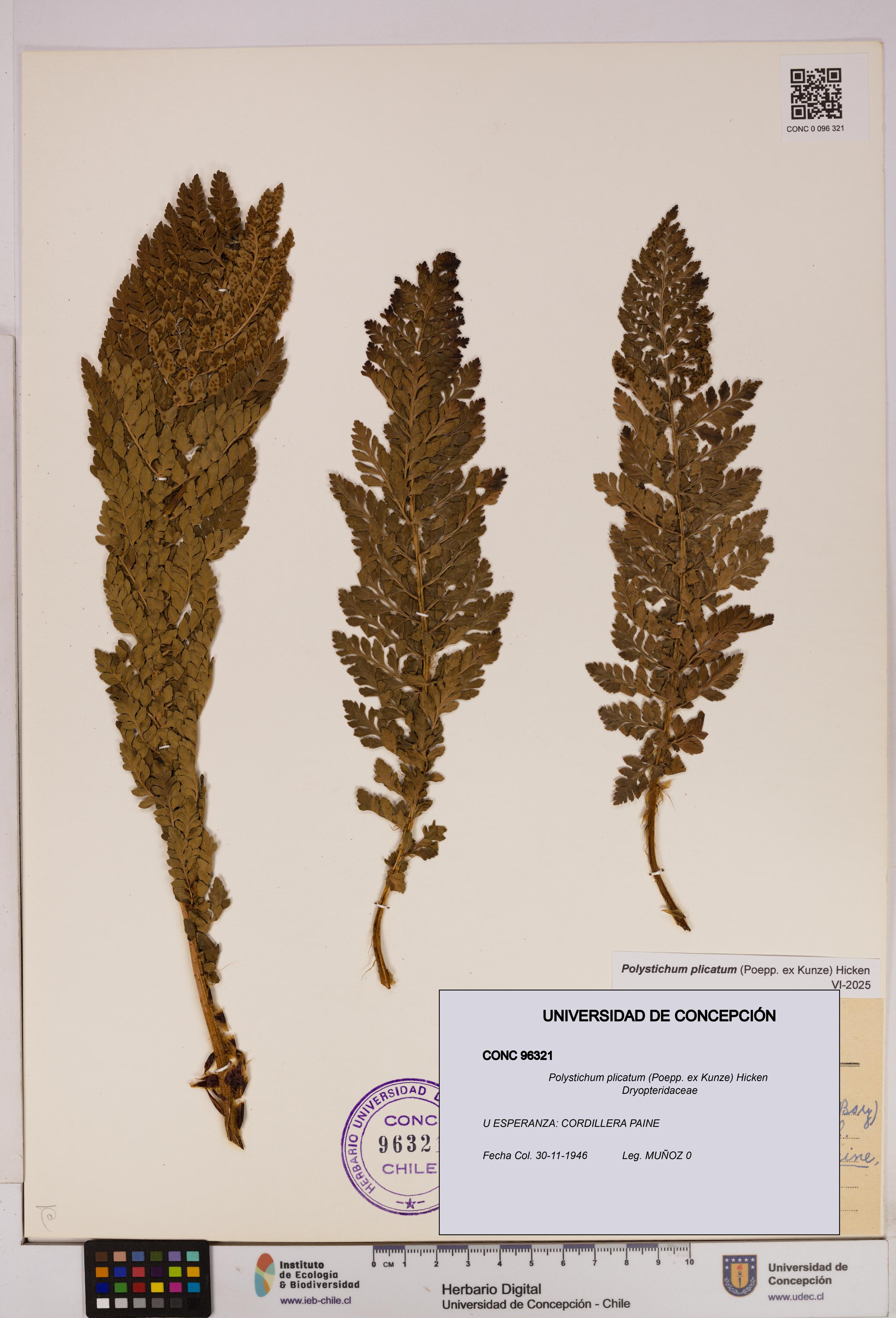 Polystichum plicatum [Espécimen: UDEC:CONC:0096321]
