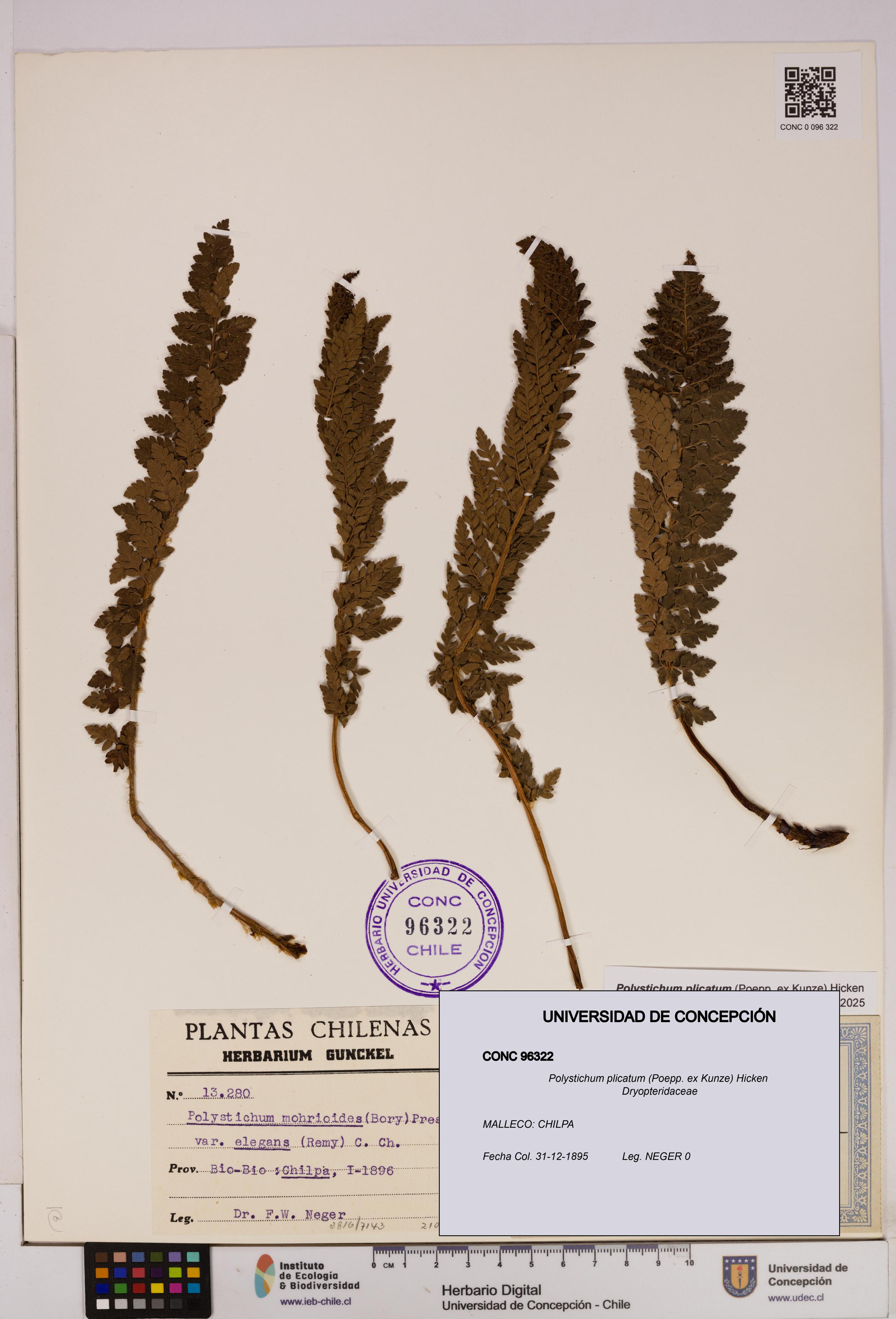 Polystichum plicatum [Espécimen: UDEC:CONC:0096322]