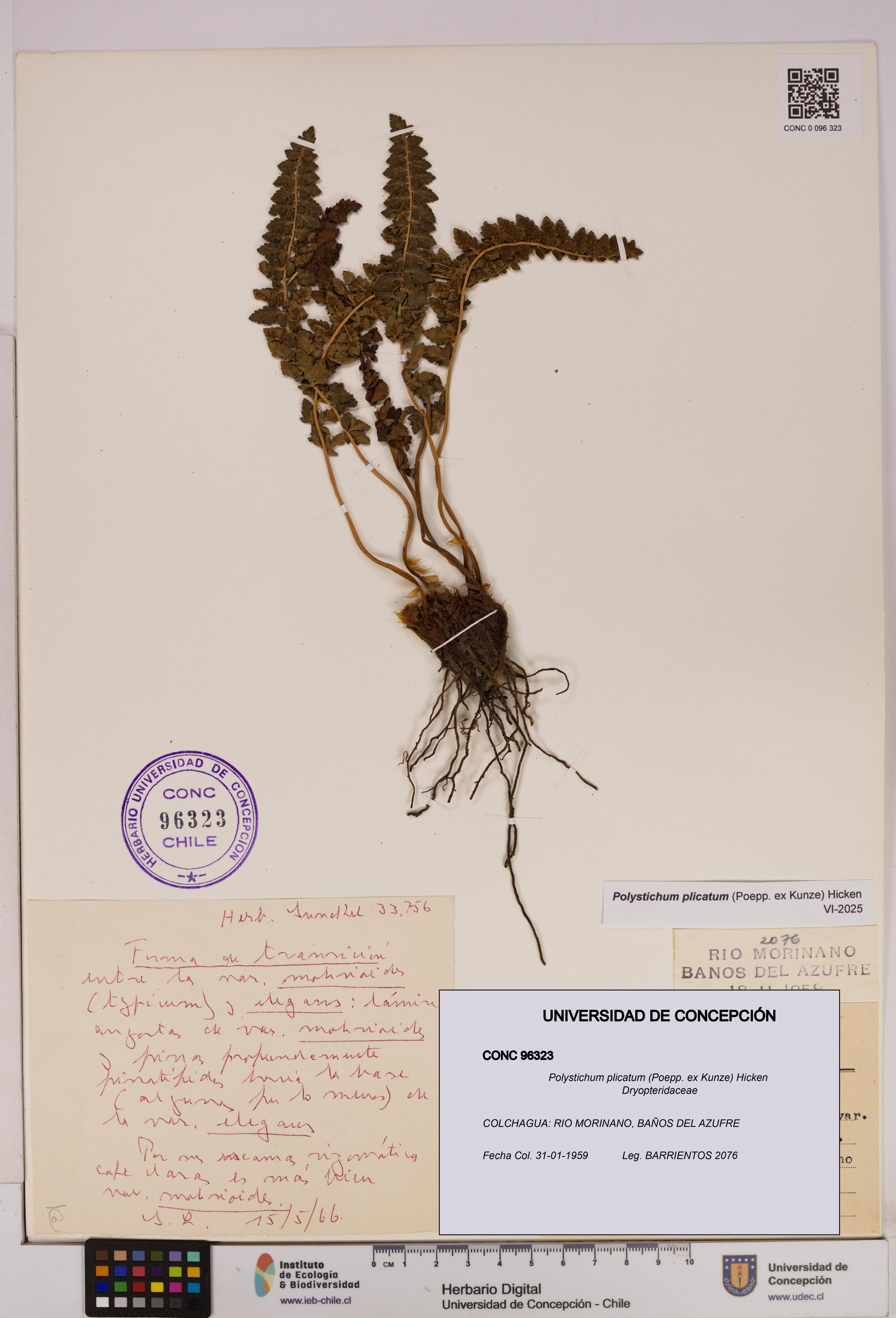 Polystichum plicatum [Espécimen: UDEC:CONC:0096323]