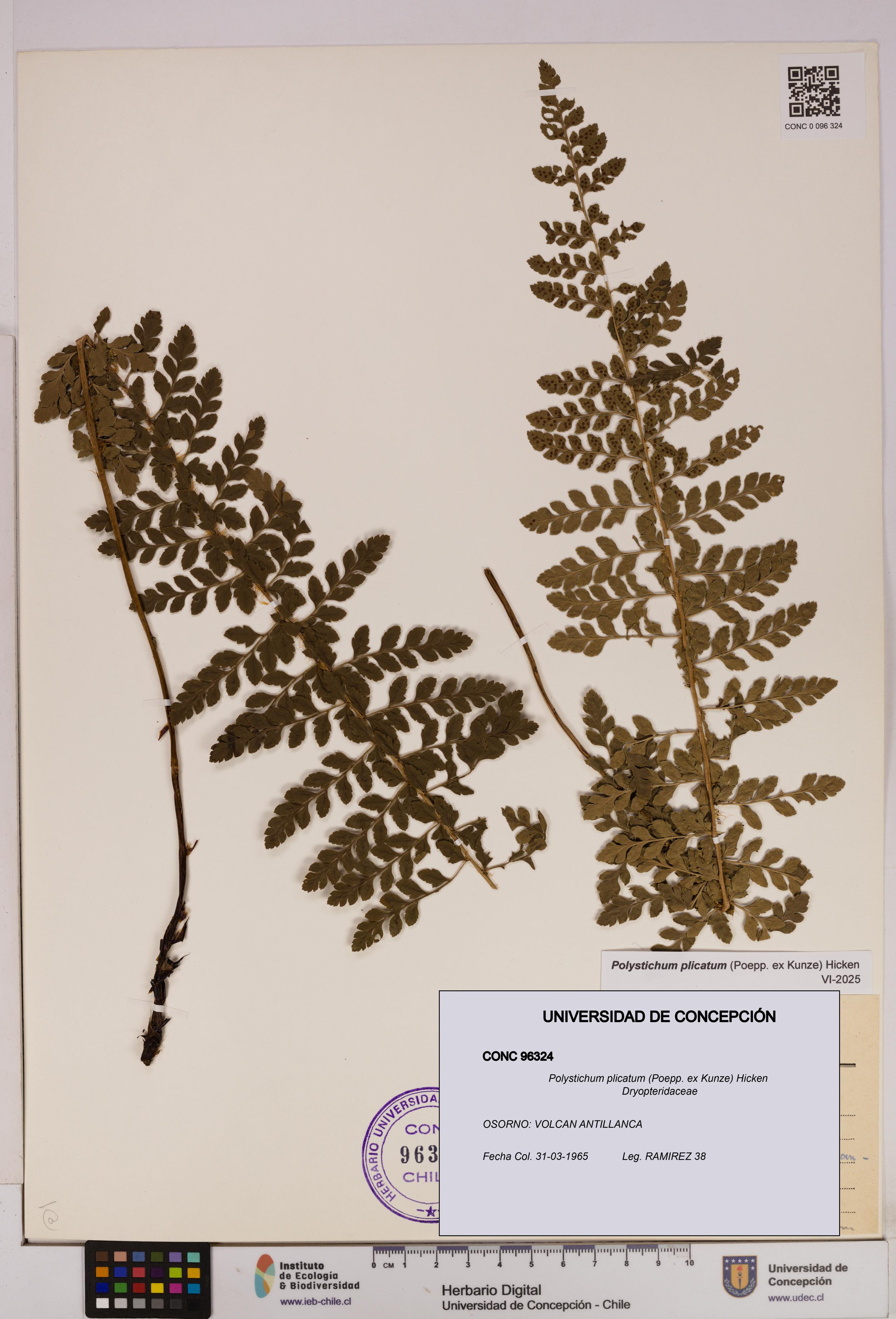 Polystichum plicatum [Espécimen: UDEC:CONC:0096324]