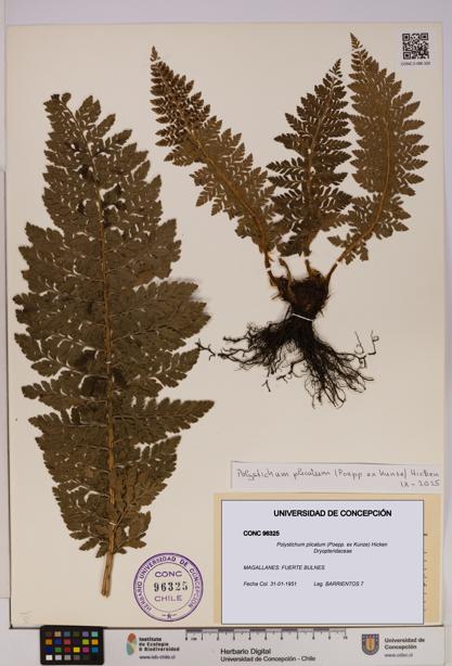 Polystichum plicatum [Espécimen: UDEC:CONC:0096325]
