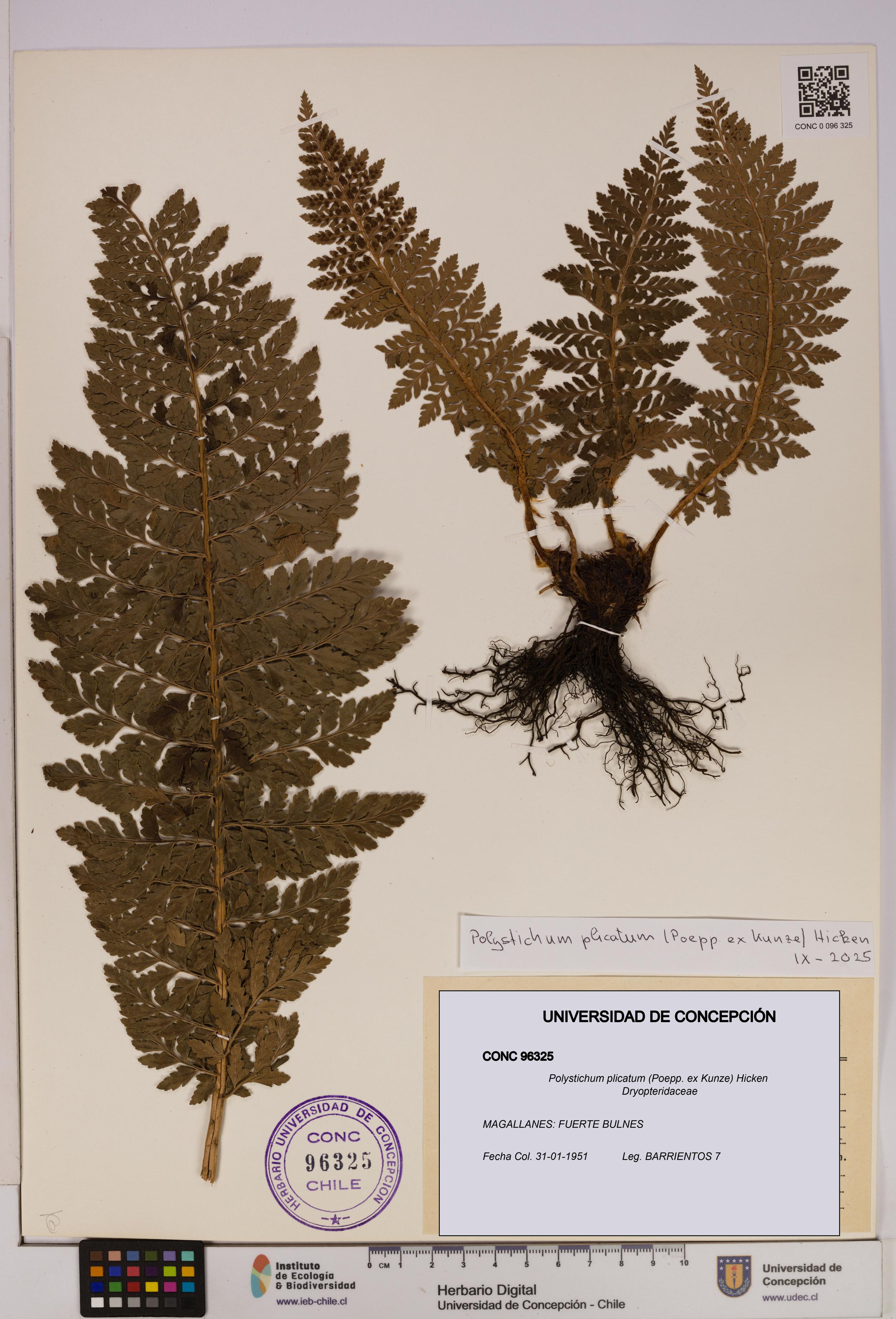 Polystichum plicatum [Espécimen: UDEC:CONC:0096325]