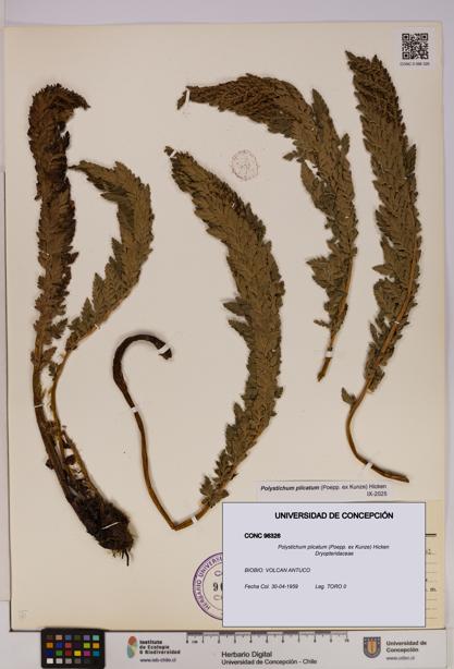 Polystichum plicatum [Espécimen: UDEC:CONC:0096326]