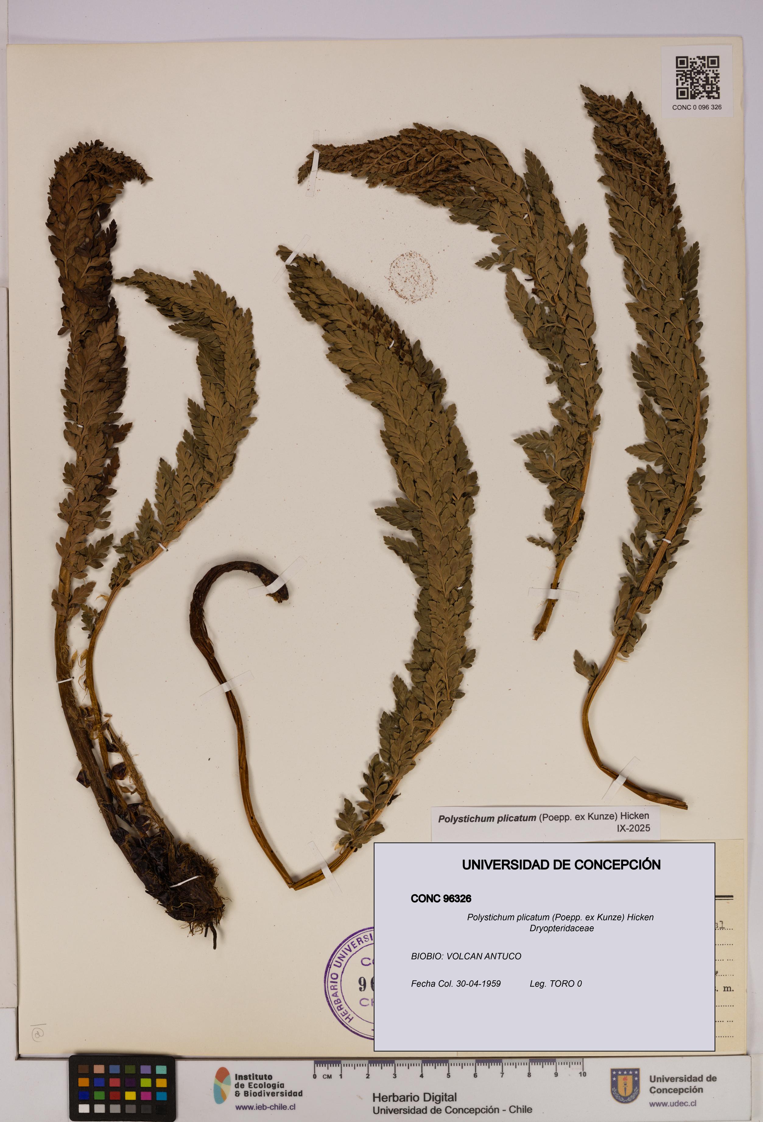 Polystichum plicatum [Espécimen: UDEC:CONC:0096326]
