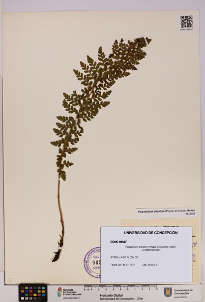 Polystichum plicatum [Espécimen: UDEC:CONC:0096327]