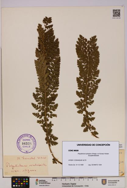 Polystichum plicatum [Espécimen: UDEC:CONC:0096328]