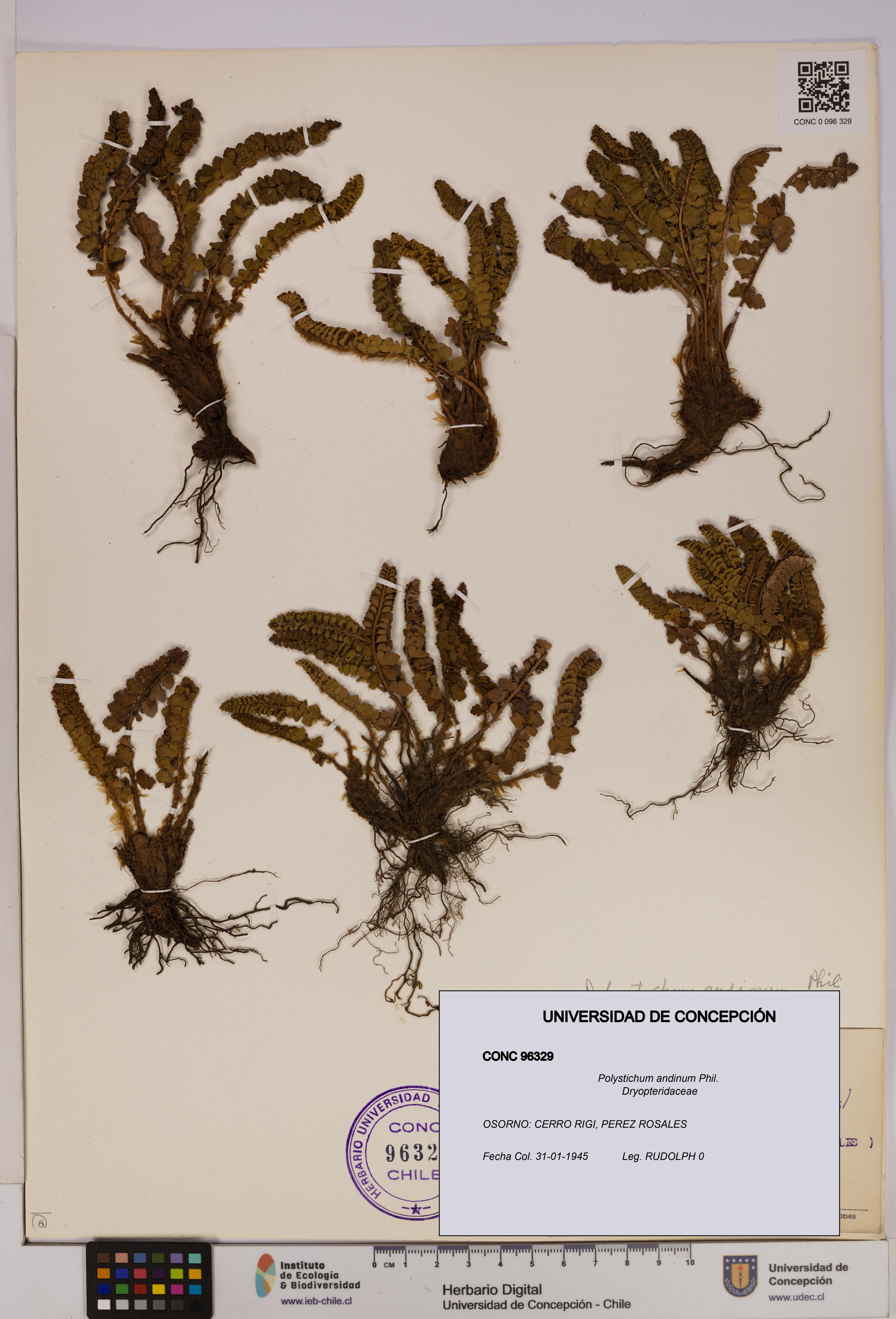 Polystichum andinum [Espécimen: UDEC:CONC:0096329]