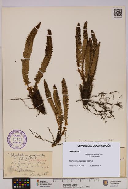 Polystichum andinum [Espécimen: UDEC:CONC:0096330]