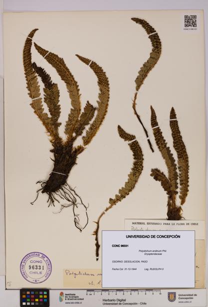 Polystichum andinum [Espécimen: UDEC:CONC:0096331]