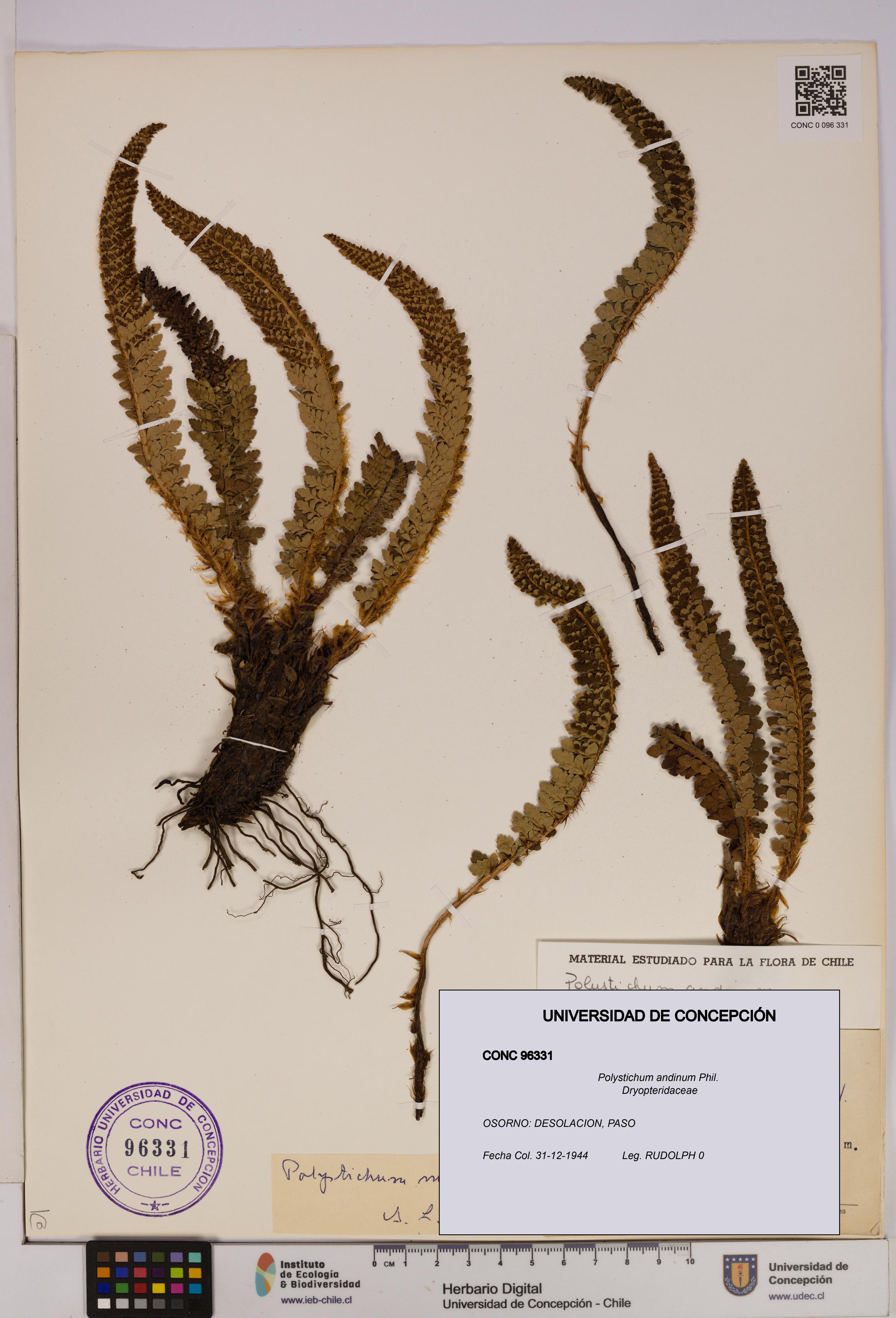 Polystichum andinum [Espécimen: UDEC:CONC:0096331]