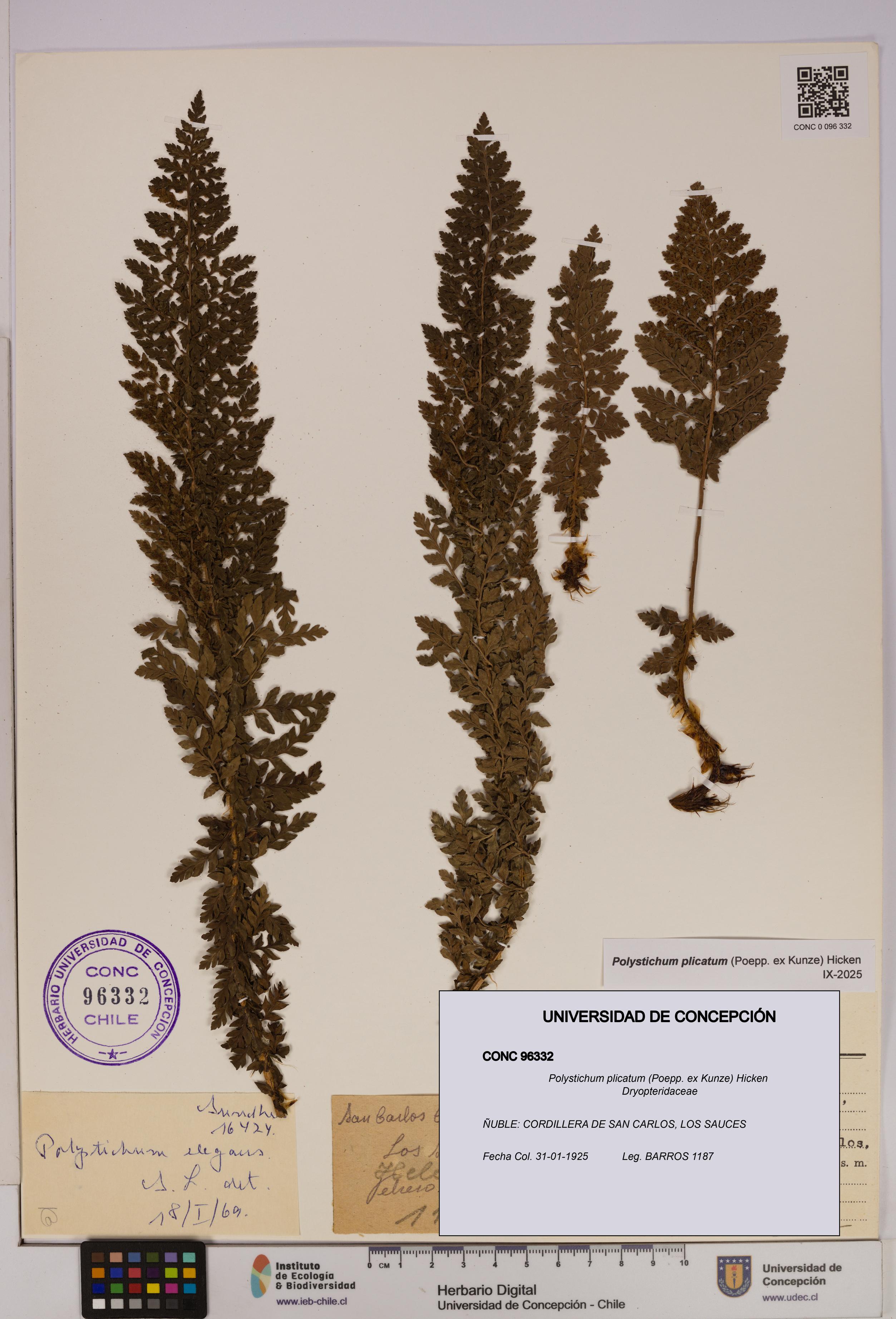 Polystichum plicatum [Espécimen: UDEC:CONC:0096332]