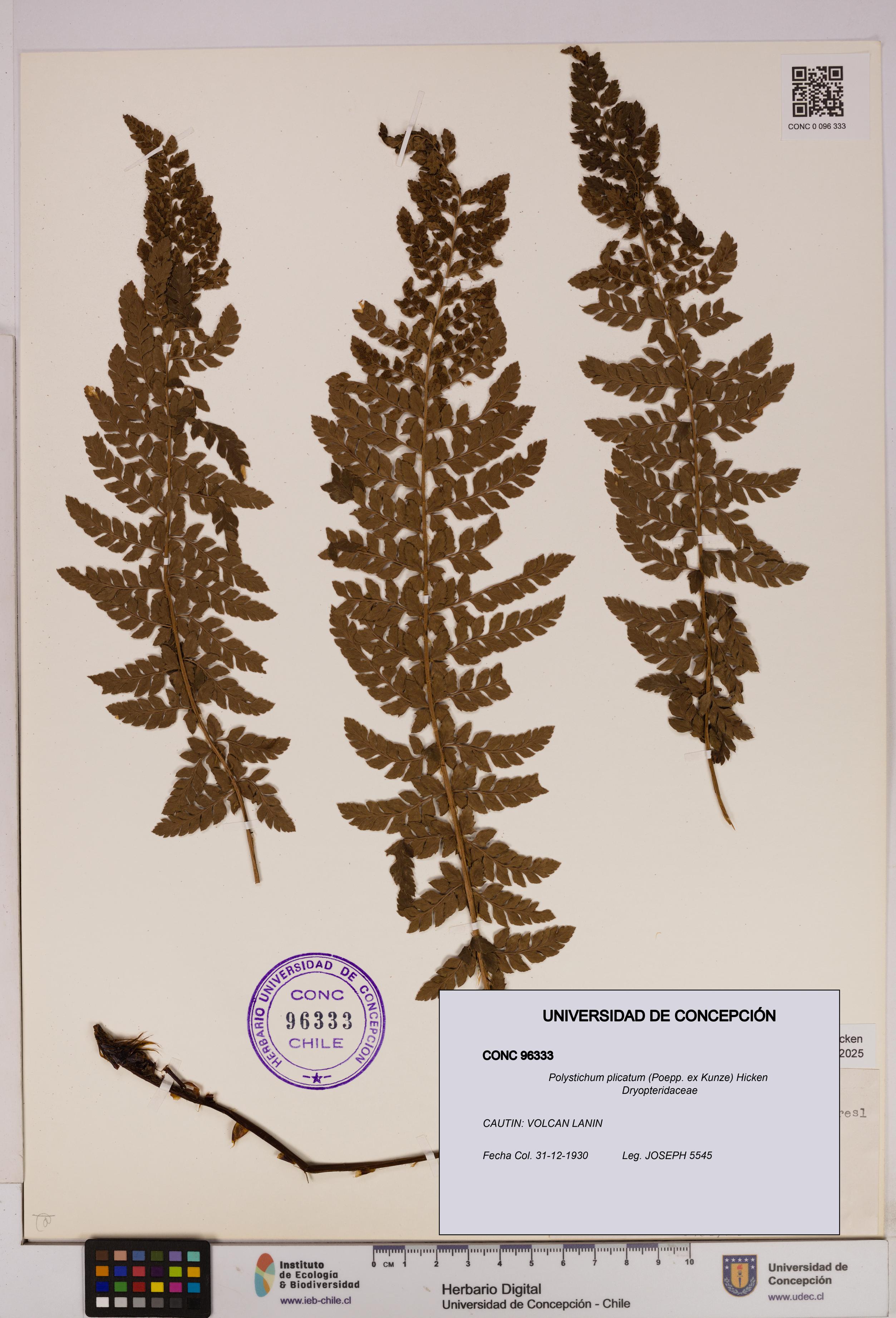 Polystichum plicatum [Espécimen: UDEC:CONC:0096333]