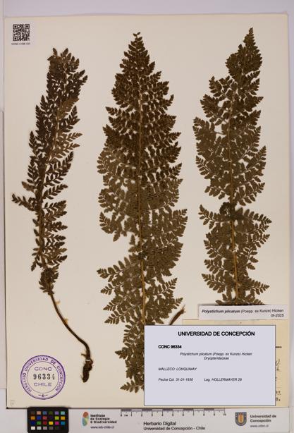 Polystichum plicatum [Espécimen: UDEC:CONC:0096334]