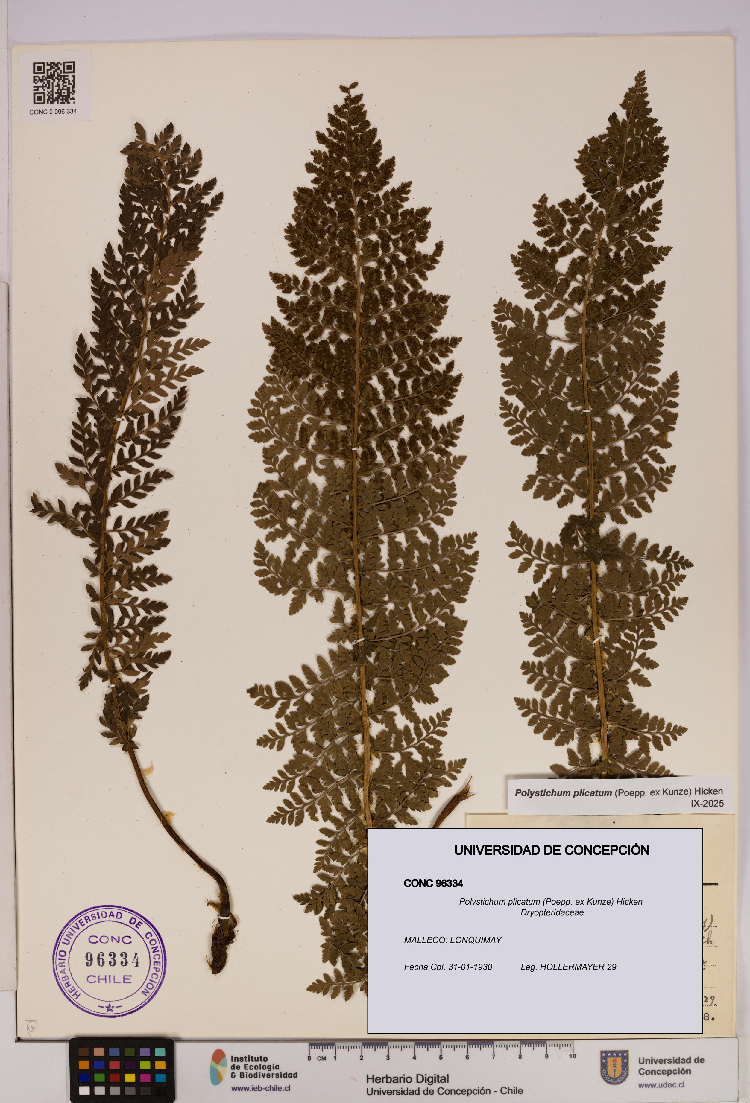 Polystichum plicatum [Espécimen: UDEC:CONC:0096334]