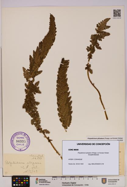 Polystichum plicatum [Espécimen: UDEC:CONC:0096335]