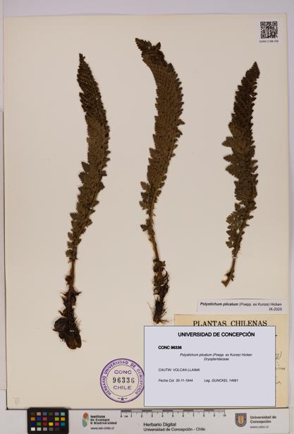 Polystichum plicatum [Espécimen: UDEC:CONC:0096336]