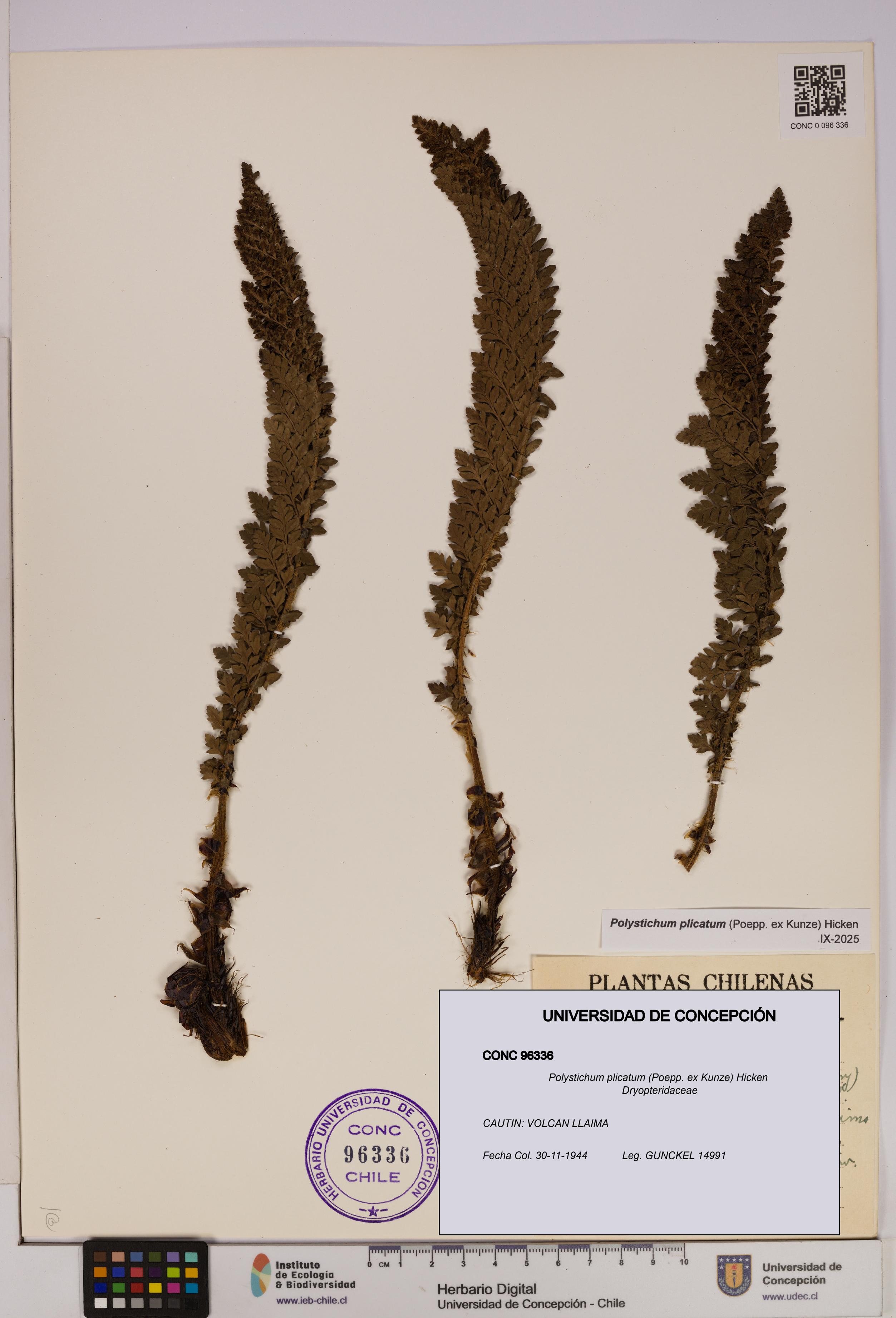 Polystichum plicatum [Espécimen: UDEC:CONC:0096336]