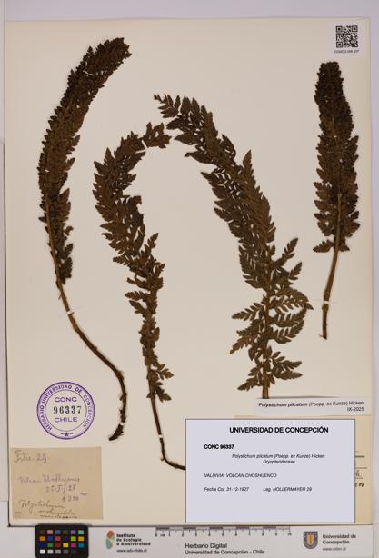 Polystichum plicatum [Espécimen: UDEC:CONC:0096337]