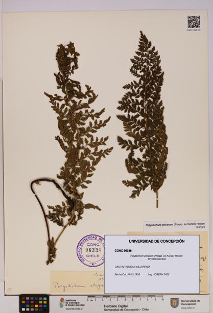 Polystichum plicatum [Espécimen: UDEC:CONC:0096338]