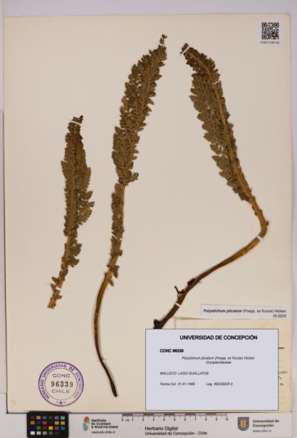 Polystichum plicatum [Espécimen: UDEC:CONC:0096339]