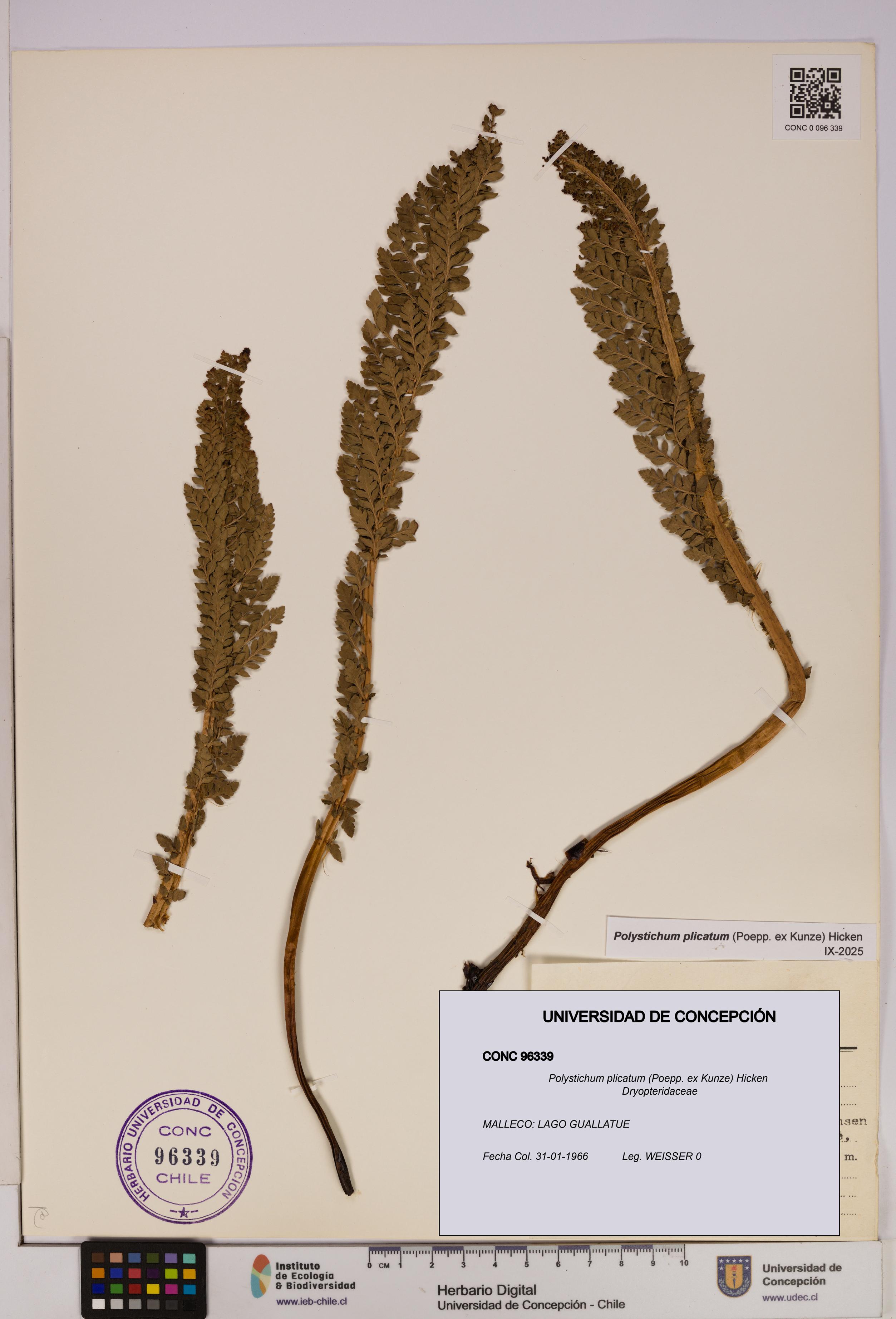 Polystichum plicatum [Espécimen: UDEC:CONC:0096339]