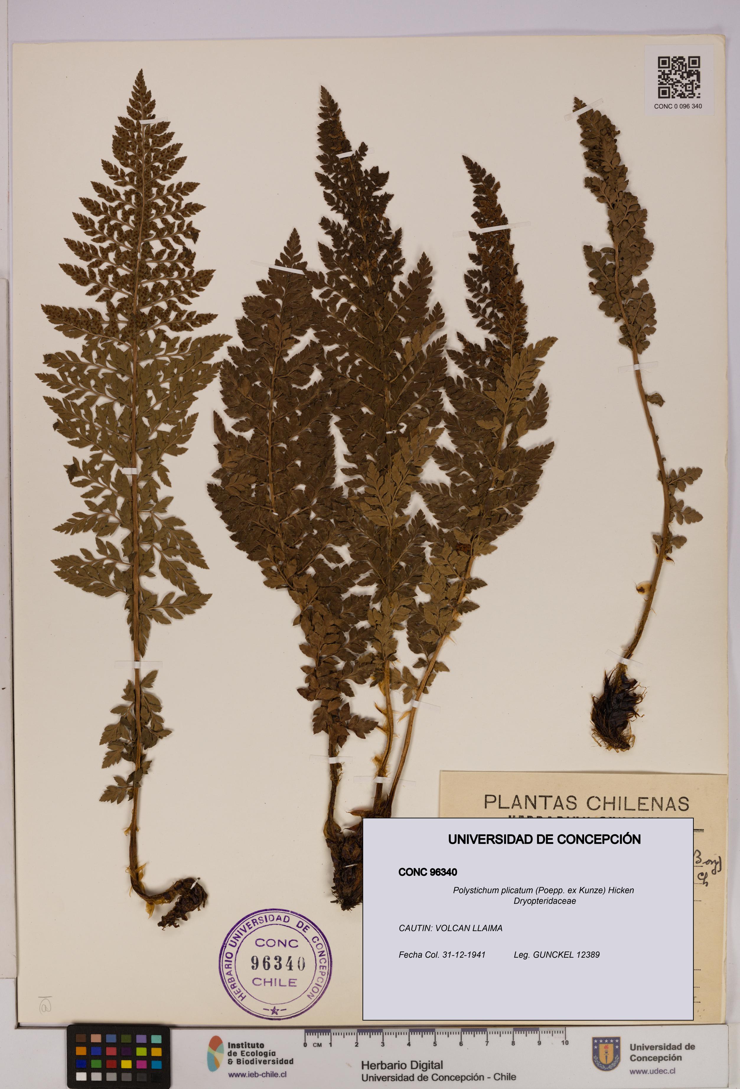Polystichum plicatum [Espécimen: UDEC:CONC:0096340]