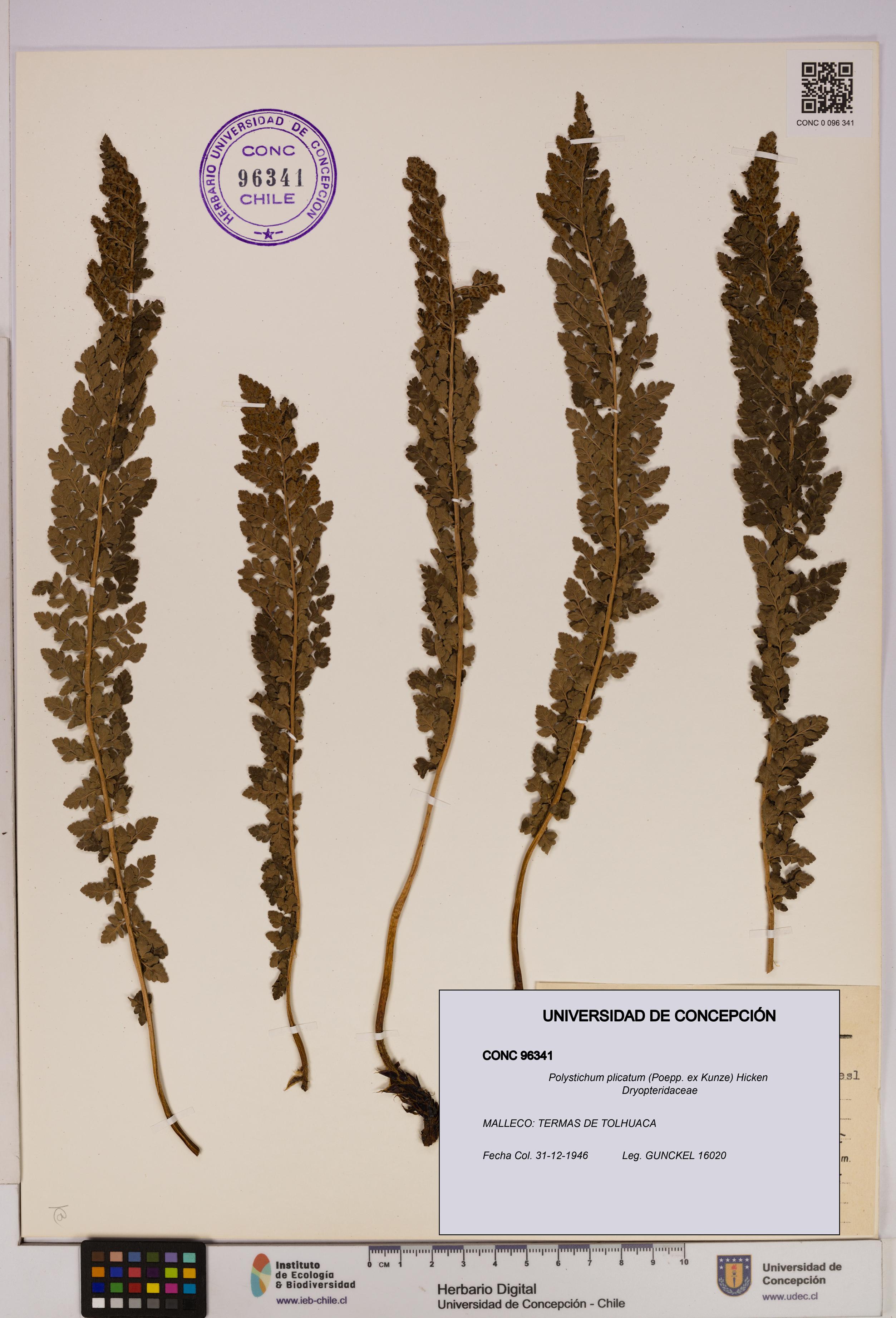 Polystichum plicatum [Espécimen: UDEC:CONC:0096341]