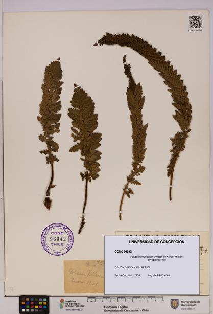 Polystichum plicatum [Espécimen: UDEC:CONC:0096342]
