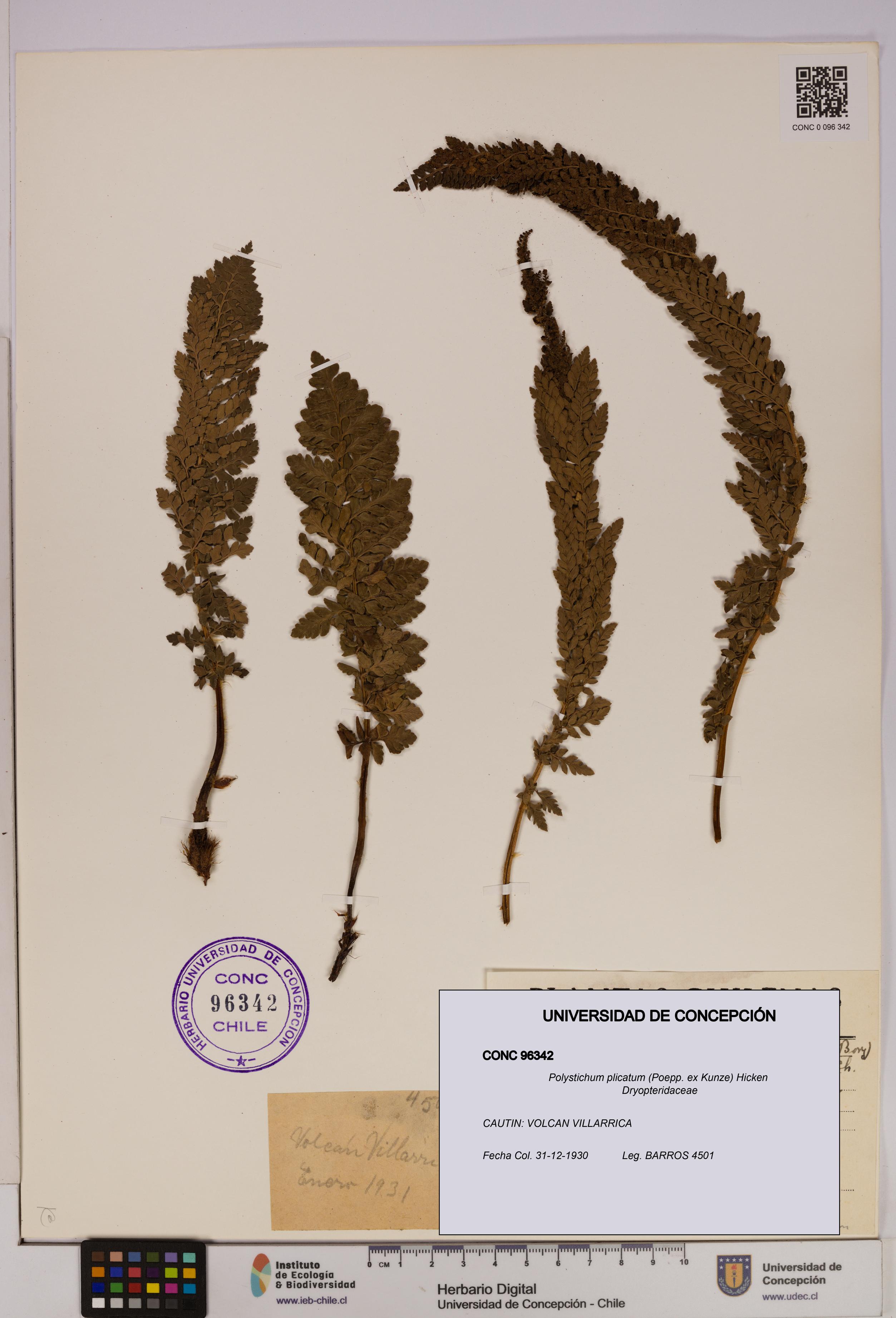 Polystichum plicatum [Espécimen: UDEC:CONC:0096342]