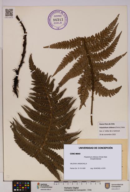 Polystichum chilense [Espécimen: UDEC:CONC:0096343]