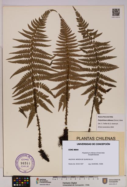 Polystichum chilense [Espécimen: UDEC:CONC:0096344]