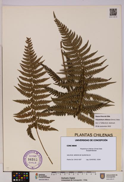 Polystichum chilense [Espécimen: UDEC:CONC:0096345]