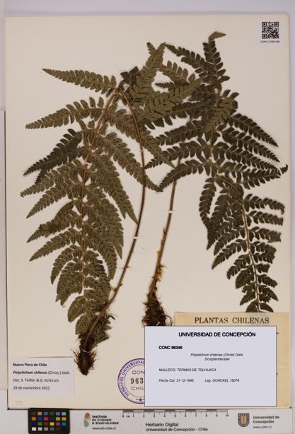 Polystichum chilense [Espécimen: UDEC:CONC:0096346]