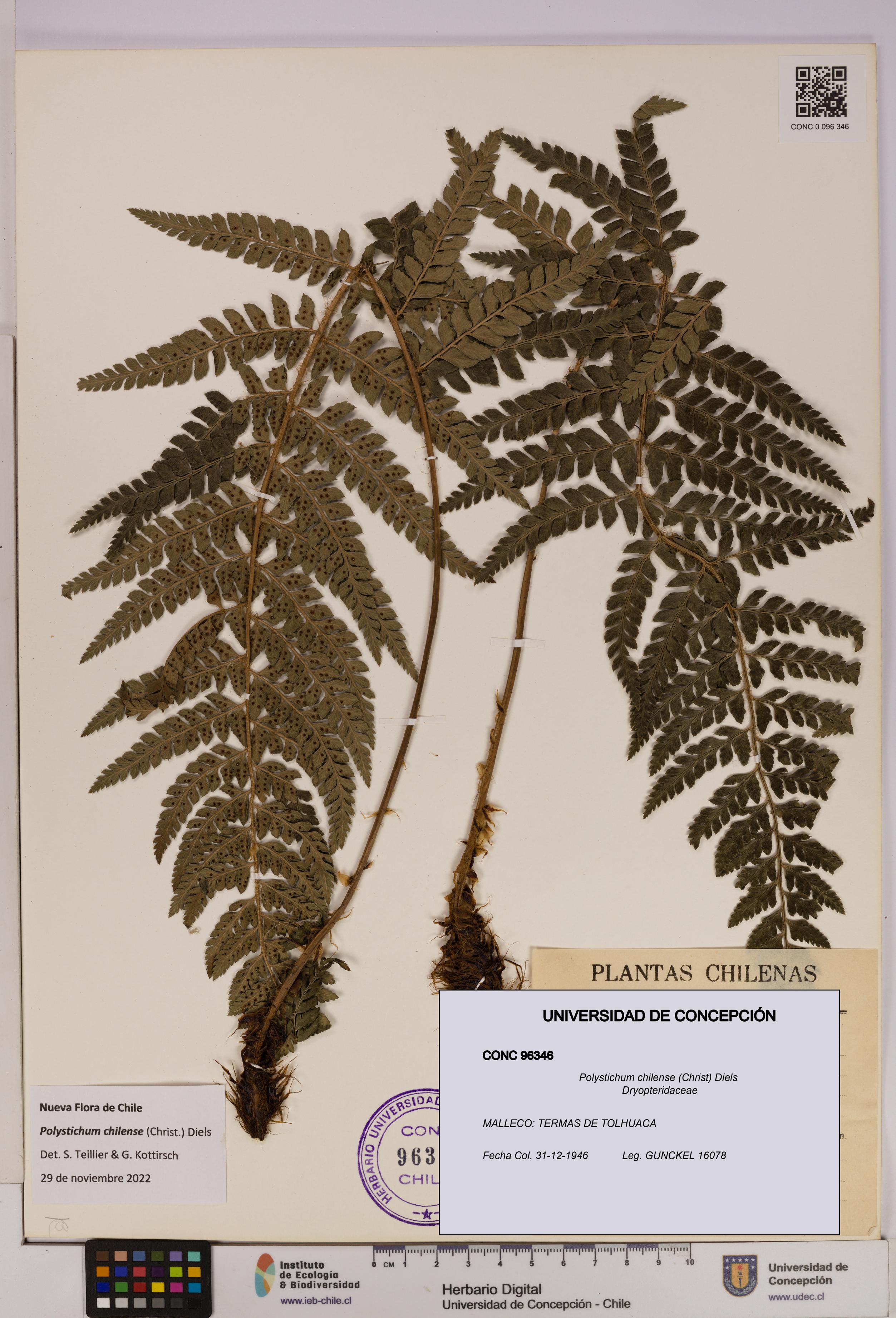 Polystichum chilense [Espécimen: UDEC:CONC:0096346]