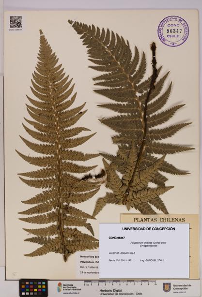 Polystichum chilense [Espécimen: UDEC:CONC:0096347]