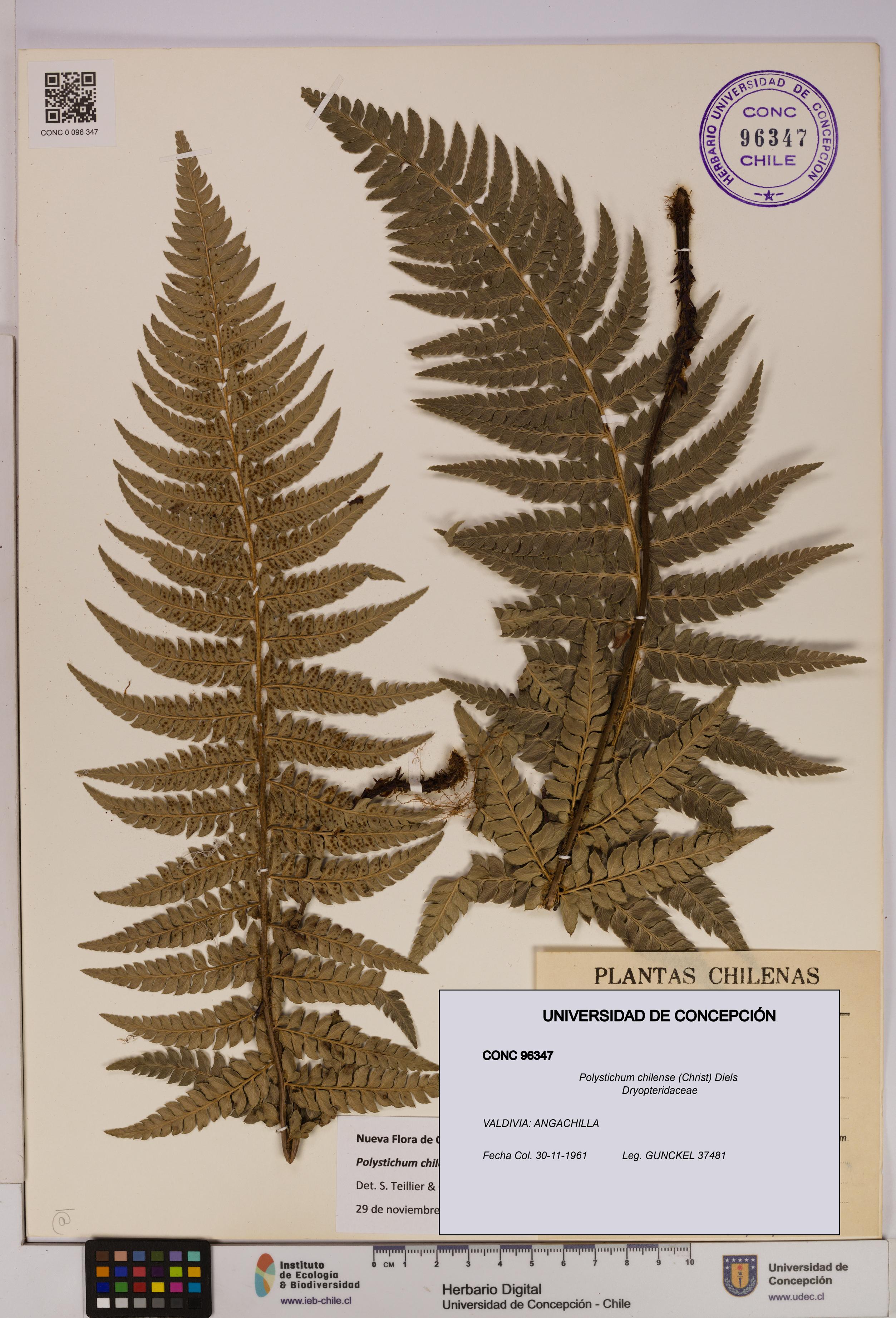 Polystichum chilense [Espécimen: UDEC:CONC:0096347]
