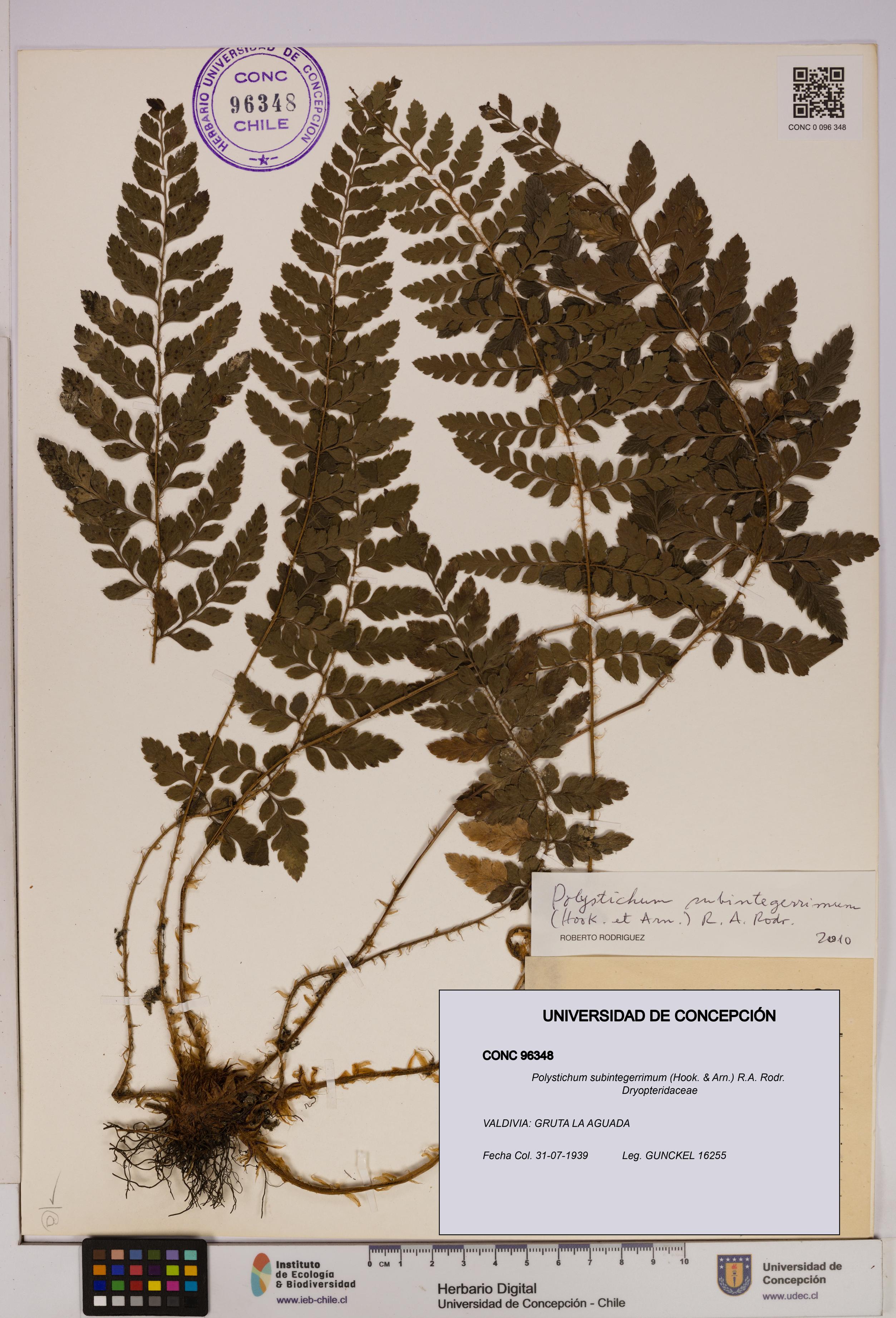 Polystichum subintegerrimum [Espécimen: UDEC:CONC:0096348]
