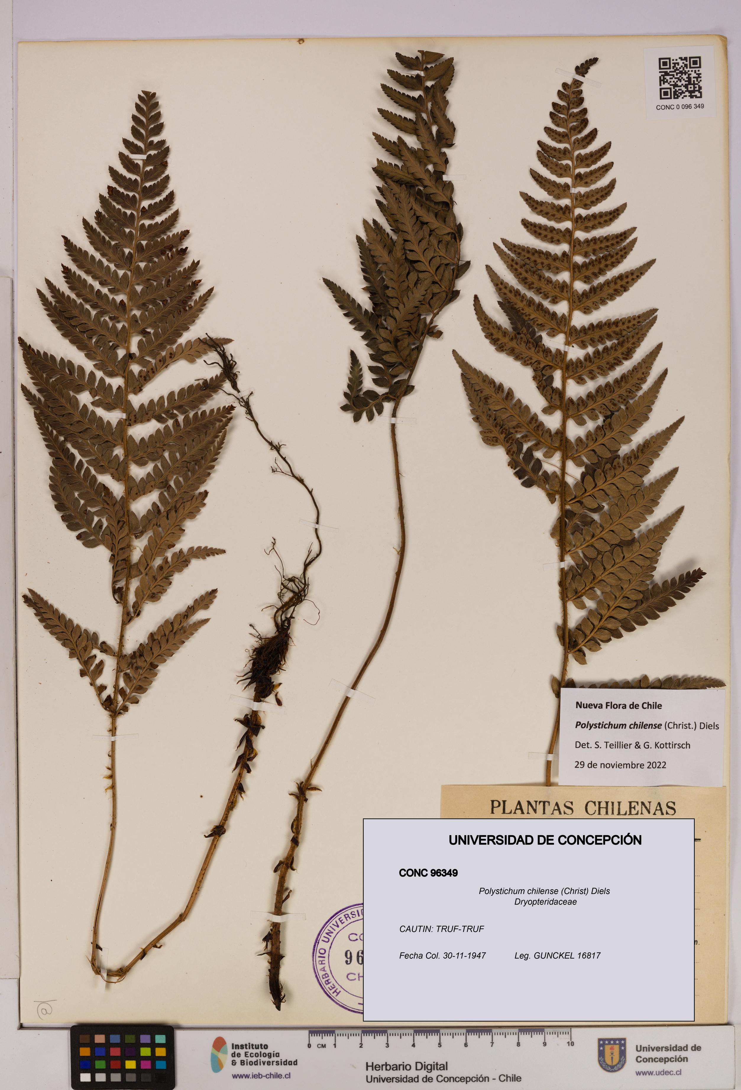 Polystichum chilense [Espécimen: UDEC:CONC:0096349]