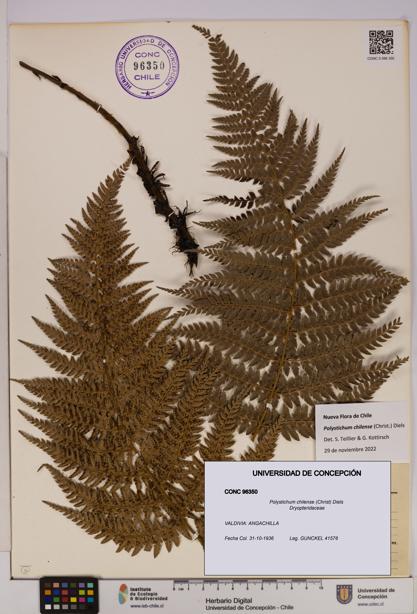 Polystichum chilense [Espécimen: UDEC:CONC:0096350]