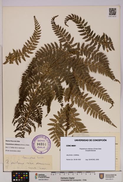 Polystichum chilense [Espécimen: UDEC:CONC:0096351]