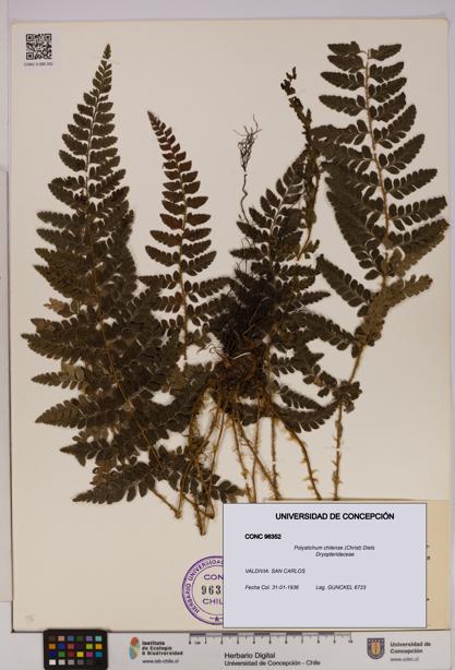 Polystichum chilense [Espécimen: UDEC:CONC:0096352]