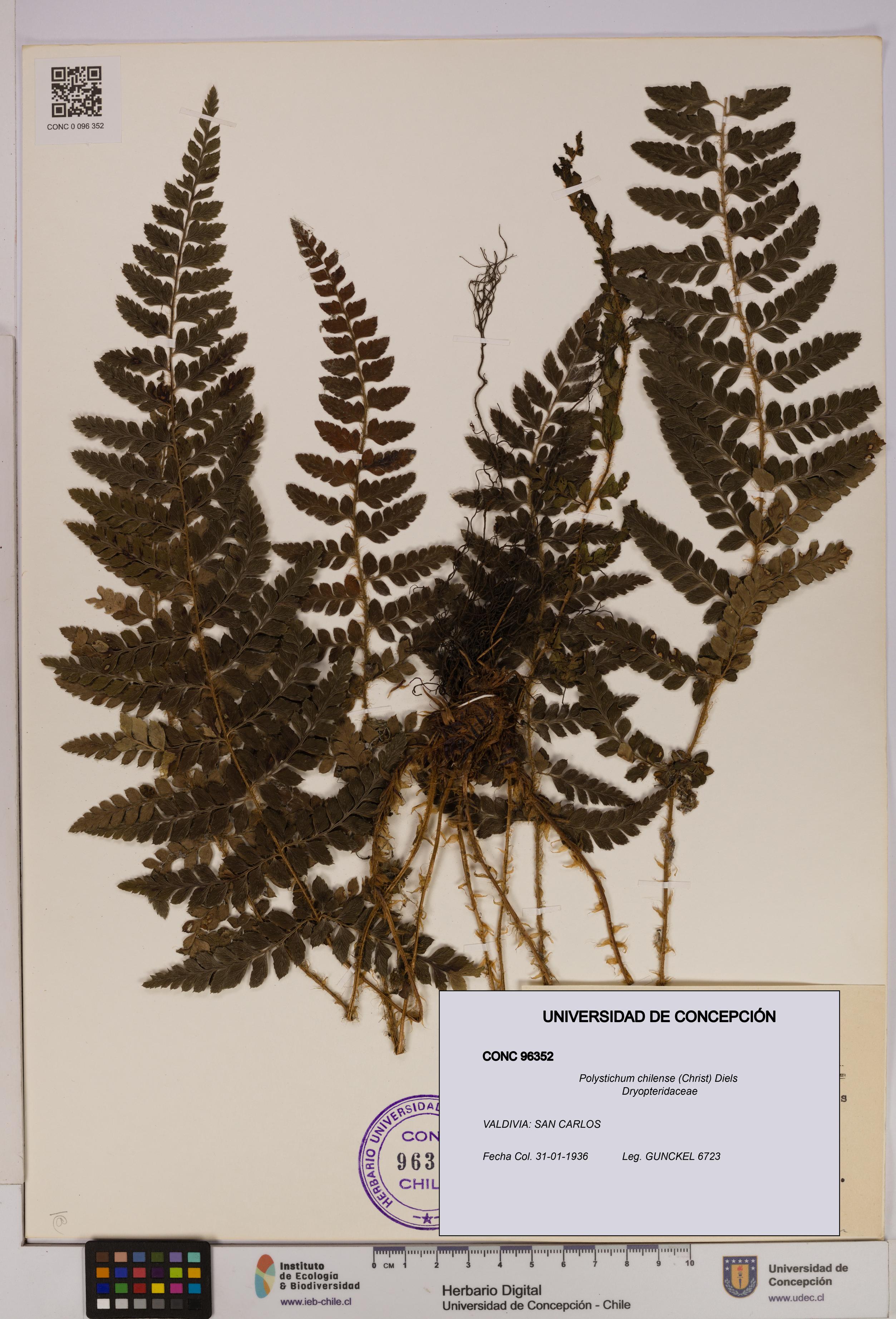 Polystichum chilense [Espécimen: UDEC:CONC:0096352]