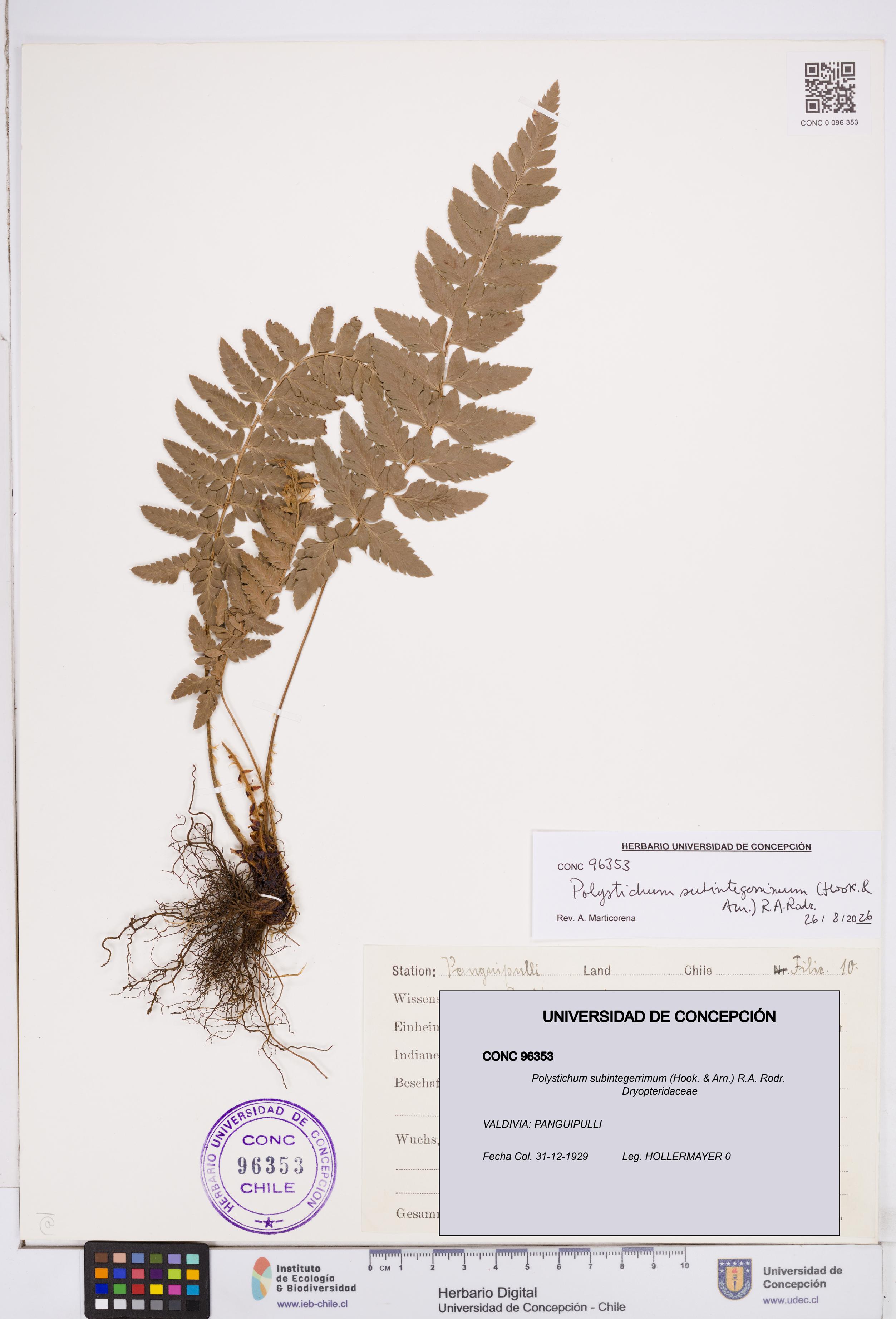 Polystichum subintegerrimum [Espécimen: ]