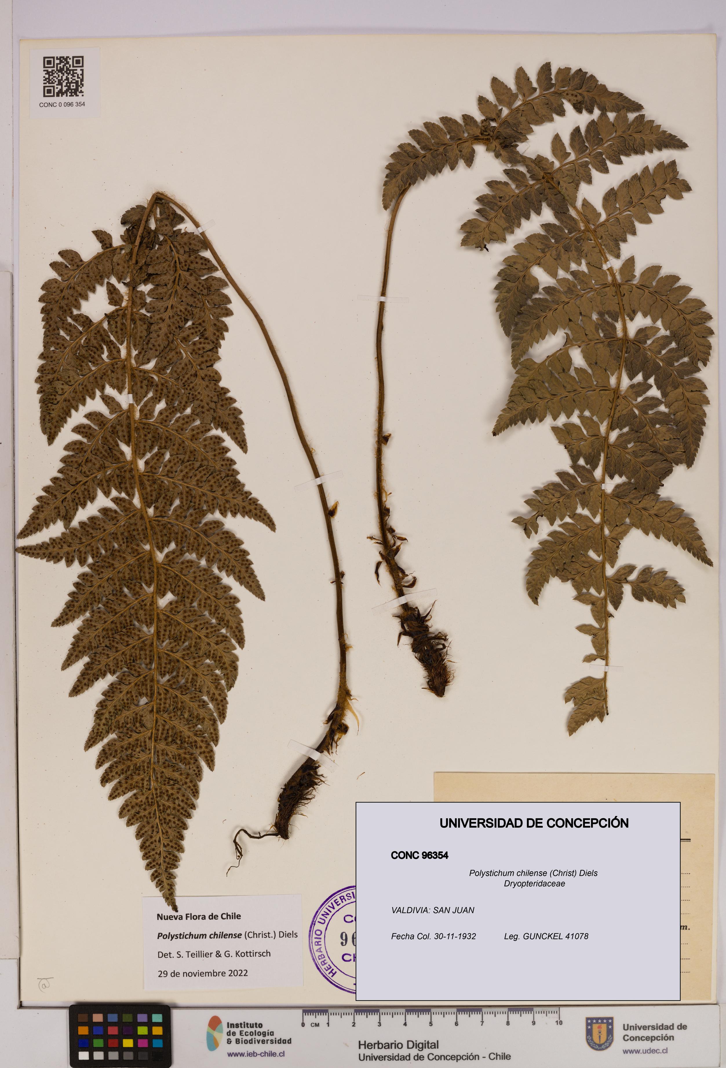 Polystichum chilense [Espécimen: UDEC:CONC:0096354]