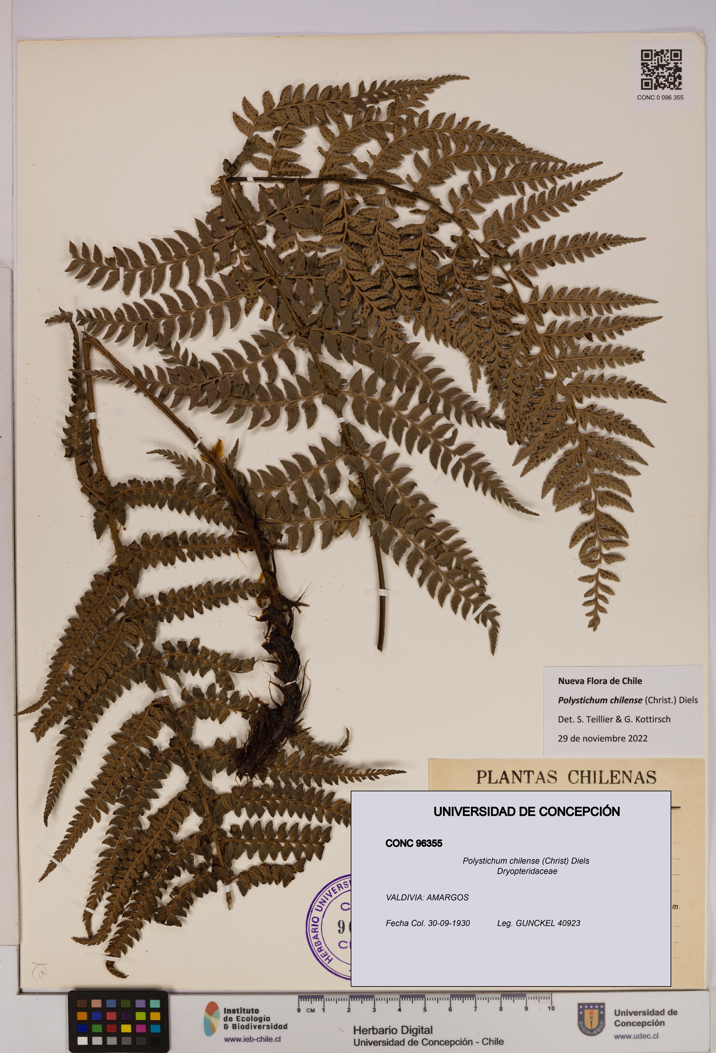 Polystichum chilense [Espécimen: UDEC:CONC:0096355]